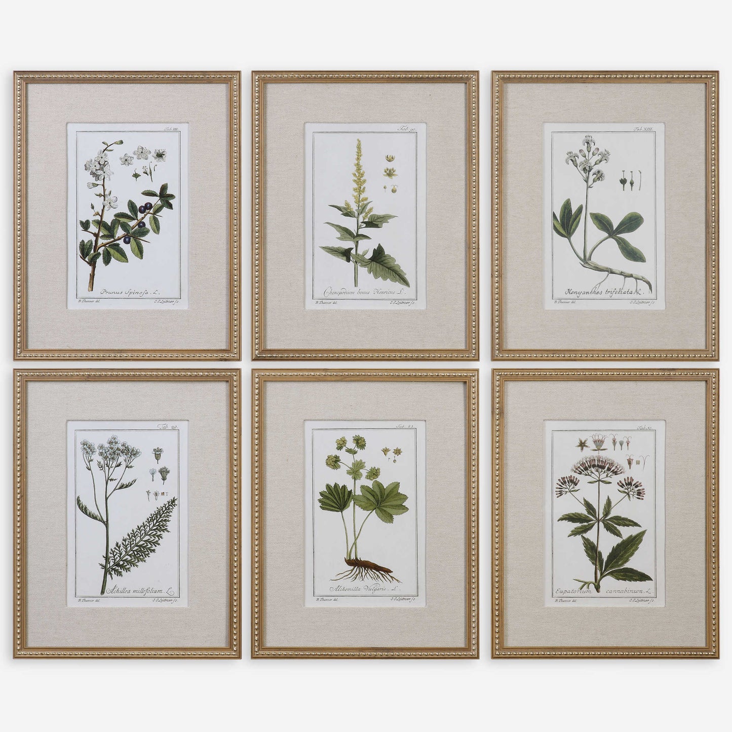 GREEN FLORAL BOTANICAL STUDY FRAMED PRINTS (set of 6)